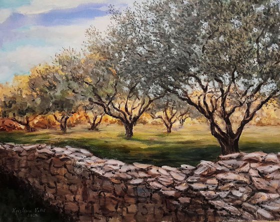 Olive grove