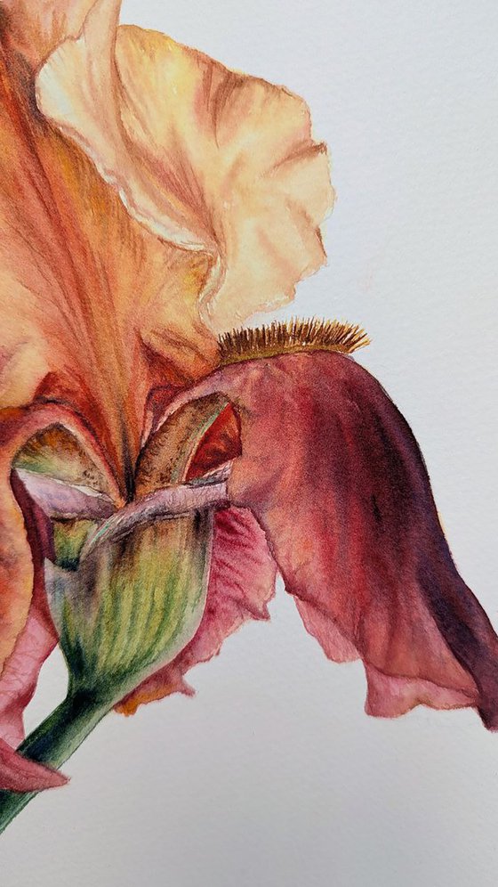 The Conversation of Buds