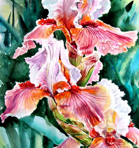 Iris II