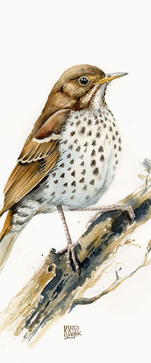 The song thrush by Karolina Kijak