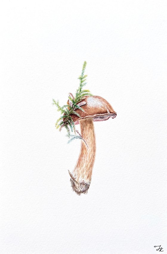 Pretty Mushroom