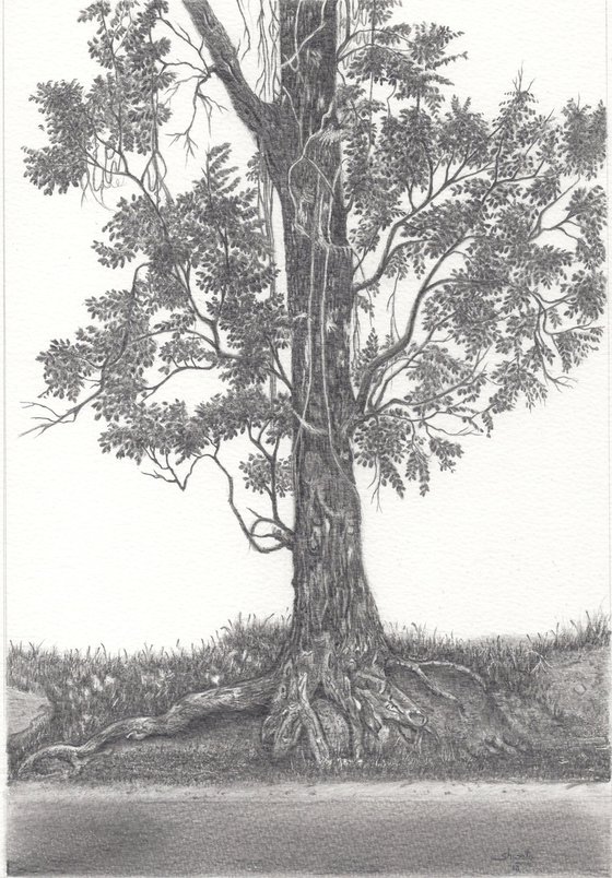 India Mahogany Tree