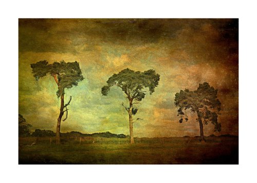 The Three Trees by Martin  Fry