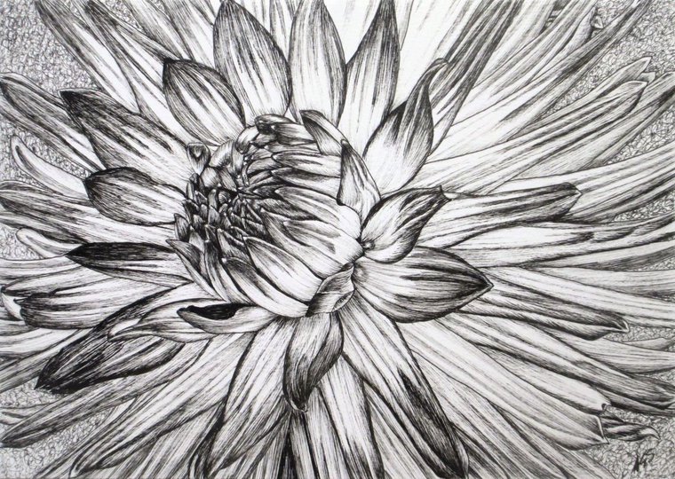 white dahlia drawing