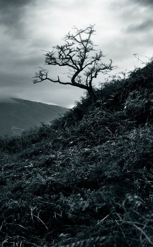 Tree, Alcocks Tarn Cumbria by Russ Witherington