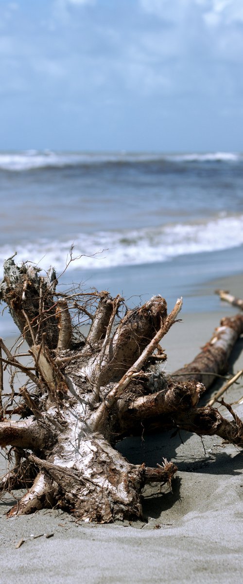 Wood in the sea no.8 by Mattia Paoli