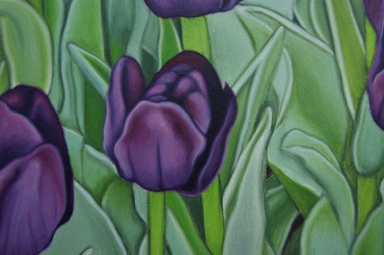 Purple Tulips