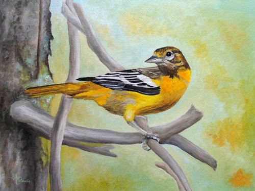 Baltimore Oriole by Angeles M. Pomata