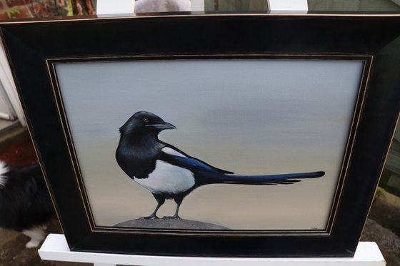 Magpie in the Early Morning Light