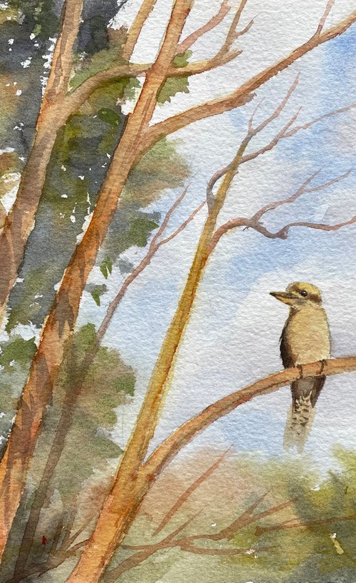 Morning kookaburra by Shelly Du