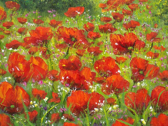 Sunrise on the poppy field
