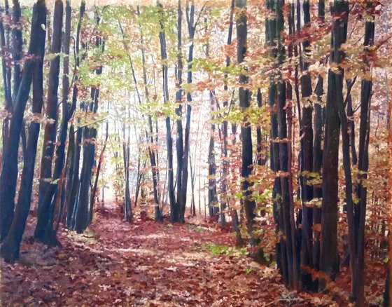 Fall in the beech wood