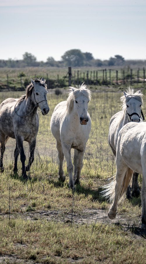 WHITE HORSES by Fabio Accorrà