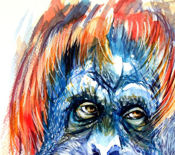 Orangutan