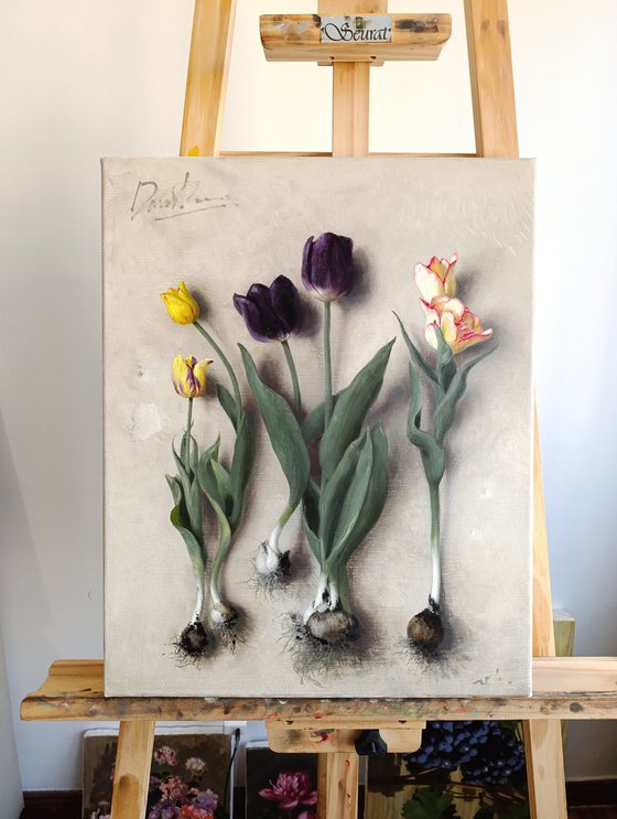 Tulip Bulbs 01