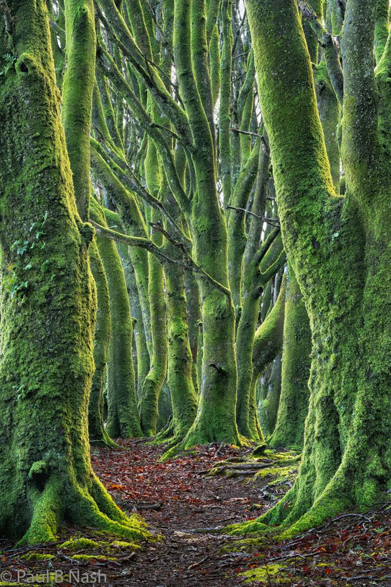 Mossy Beeches