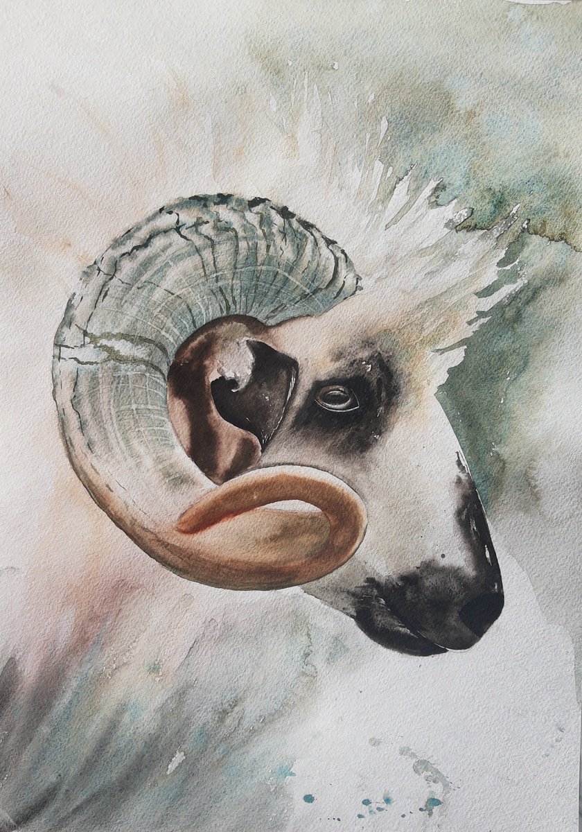 Animal Watercolour By Yuliia Sharapova, 16 X 20", Sheep Ariete Aries Ram