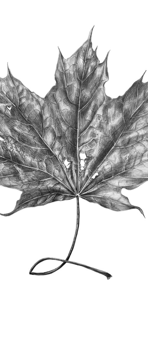 Maple leaf by Nataliia Kupchyk