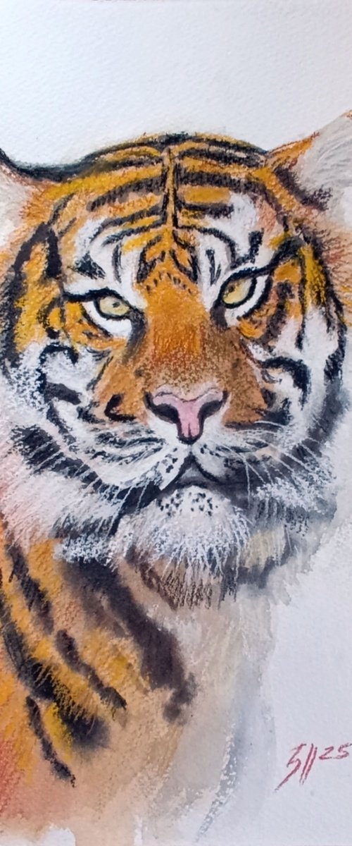 Tiger II by Salana Art / Svetlana Samovarova