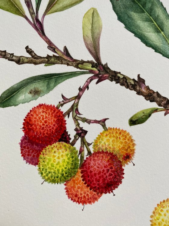 Strawberry tree branch botanical illustration
