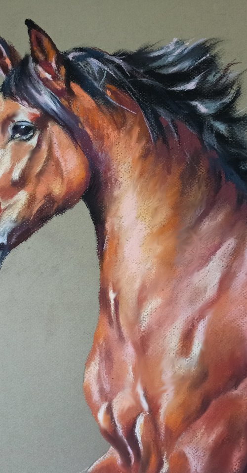 Stallion Portrait by Magdalena Palega