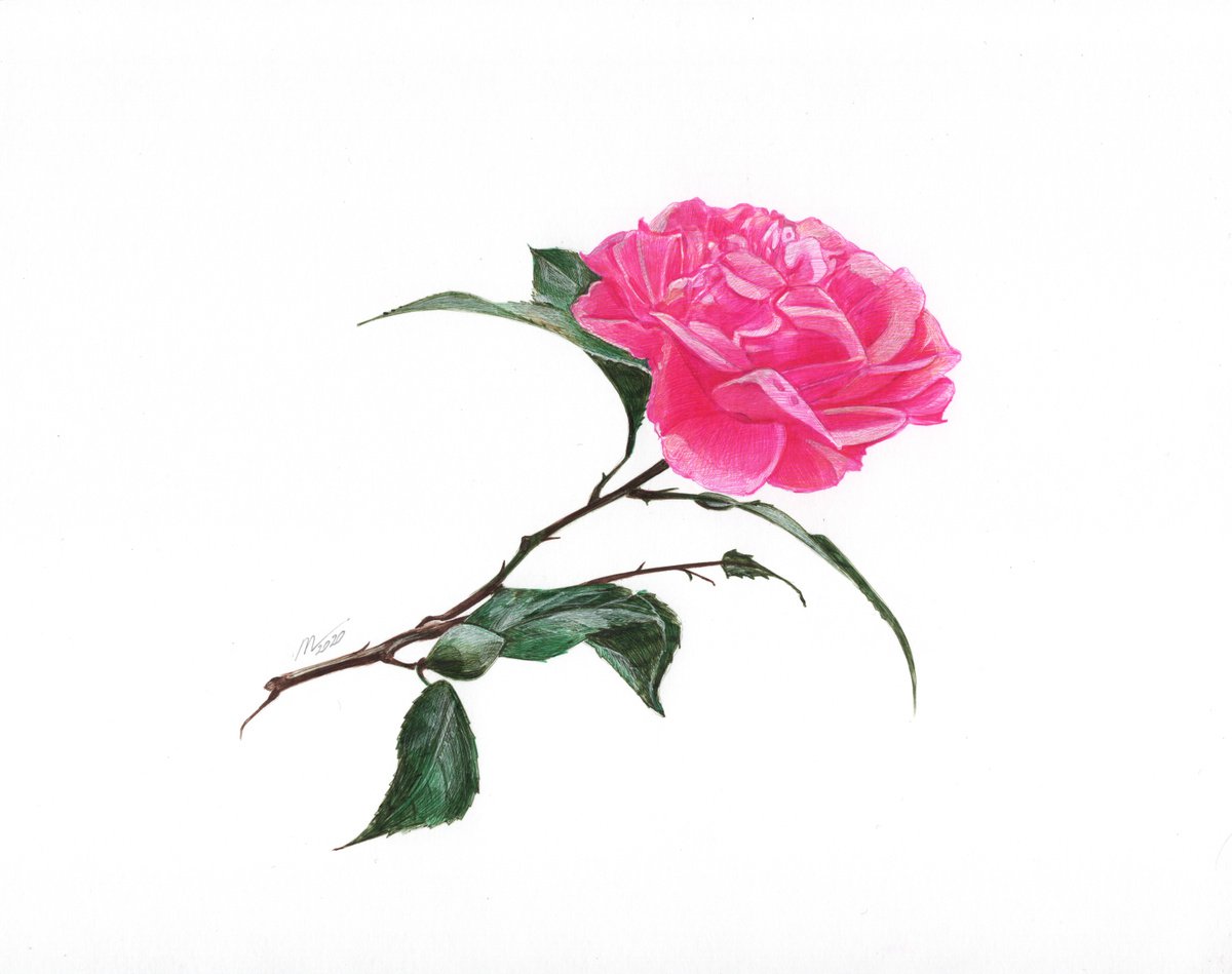 Rose Flower (Ballpoint Pen Drawing) by Daria Maier