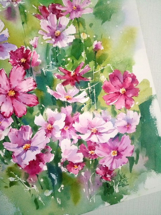 Cosmos Flowers. Sunlit Harmony