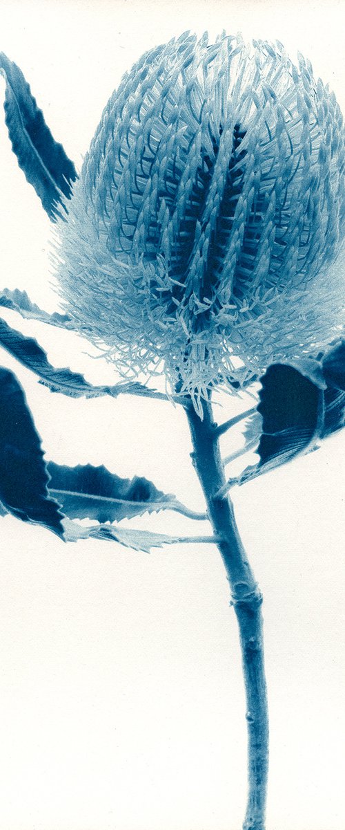 Red and Yellow Banksia menziesii - Cyanotype by Jacek Gonsalves