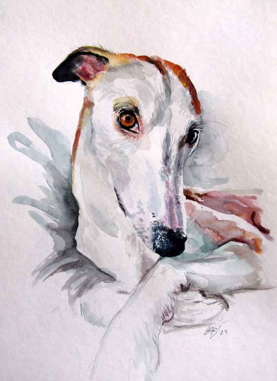 Cute dog portrait