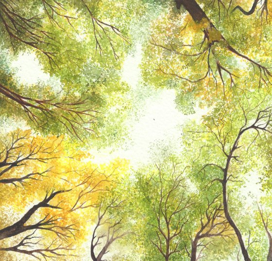 Maple Canopy