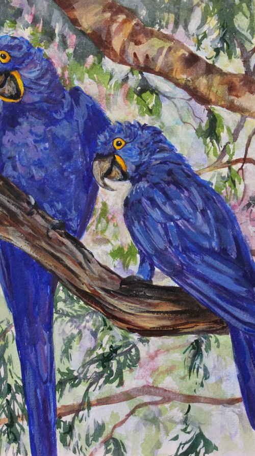 Brazilian Hyacinth Macaws by Kristen Olson Stone