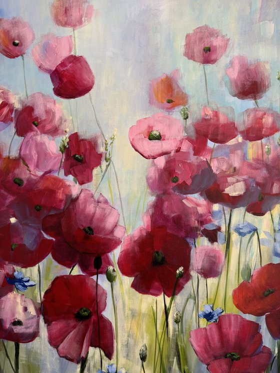 Poppies Land 11