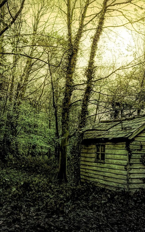 Woodland Shed by Martin  Fry