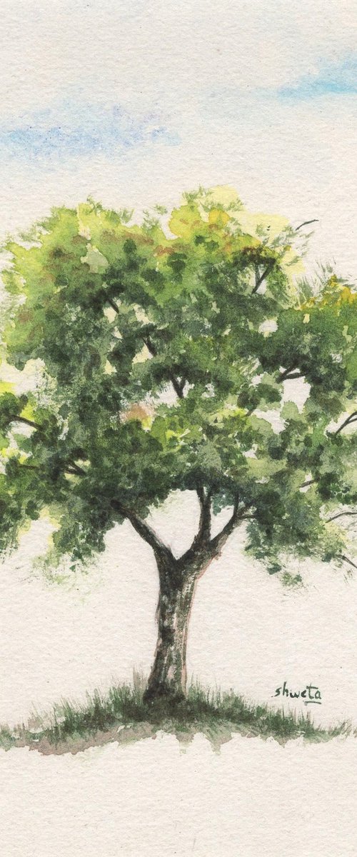 Bur oak tree by Shweta  Mahajan