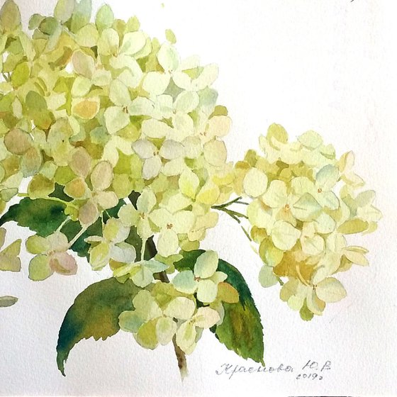 Hydrangea