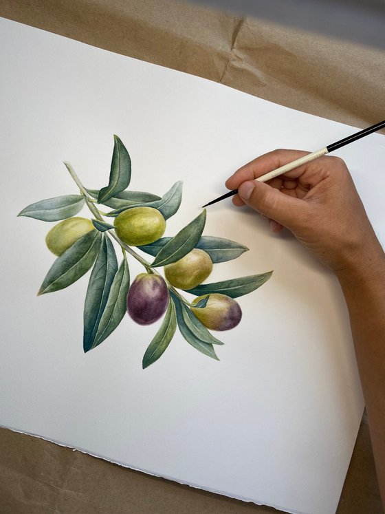 Olive Branch