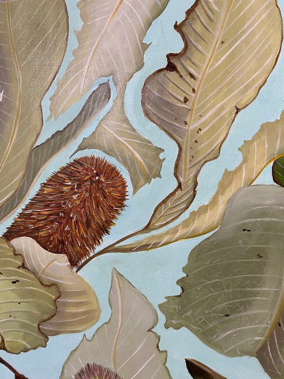 Banksia Robus