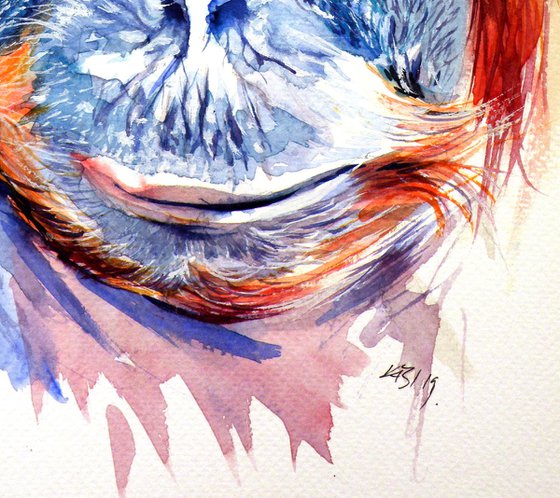 Orangutan