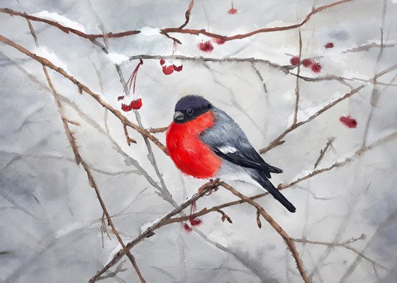 Bullfinch and Berries - xmas gift - christmas gift - wild bird