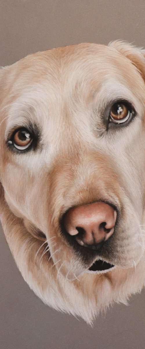 LABRADOR by Milie Lairie