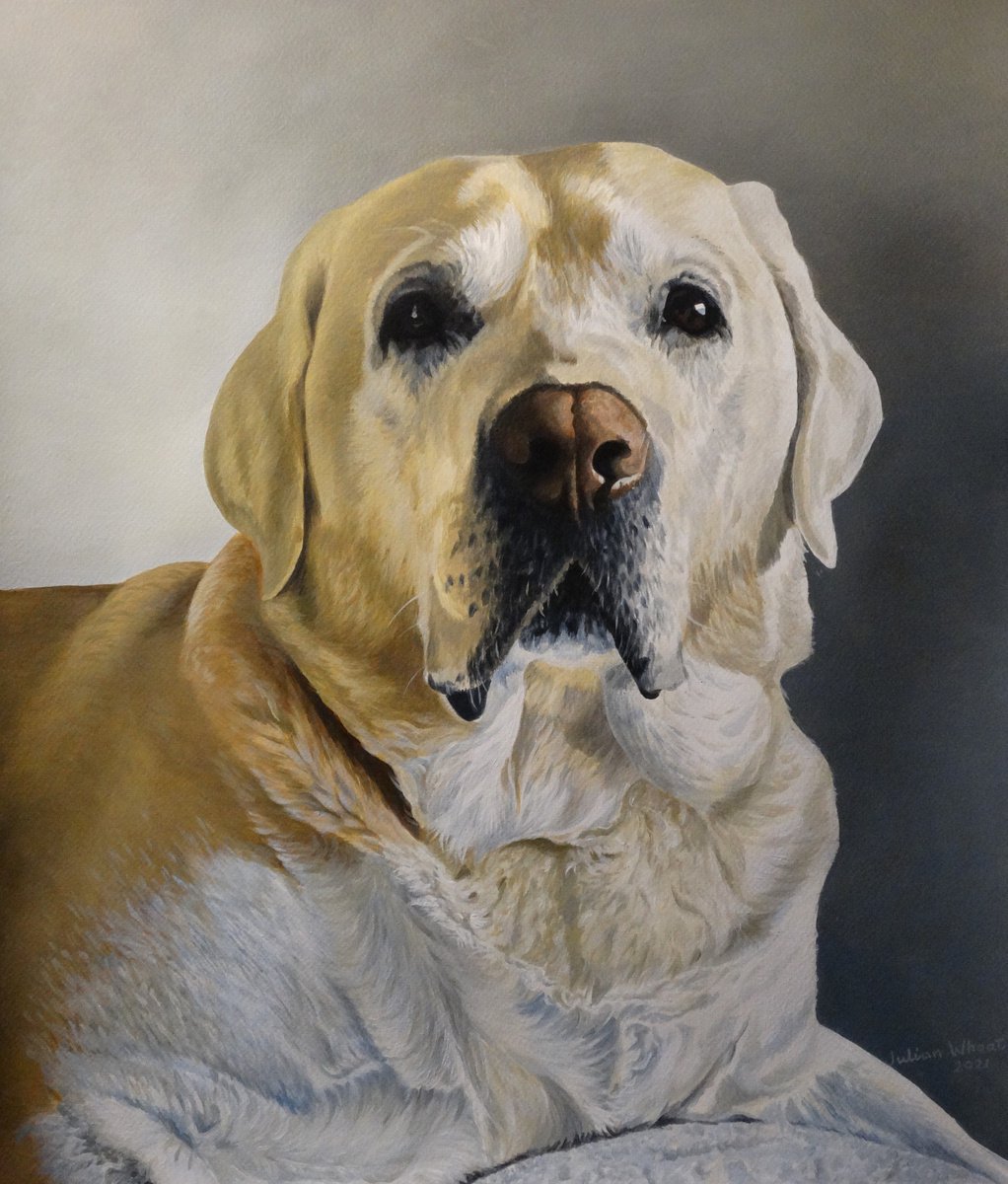 Yellow Labrador by Julian Wheat