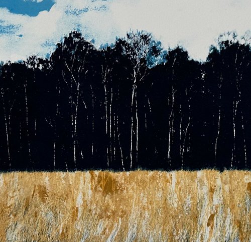 Pond Slade, Richmond Park by Diane McLellan