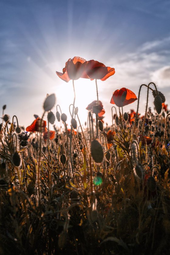 Poppies