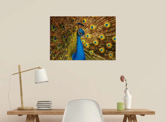 Peacock