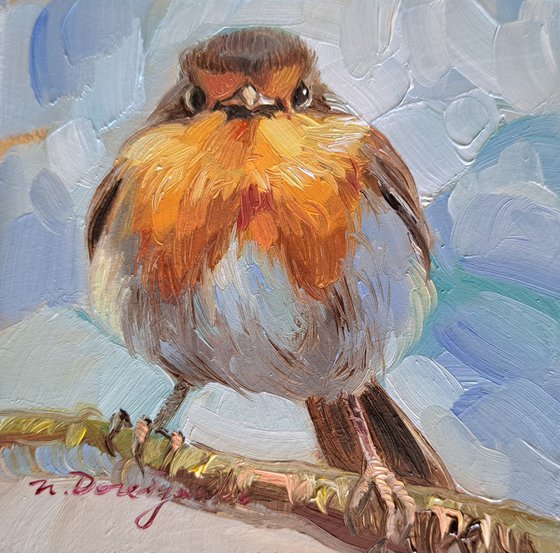 Robin bird