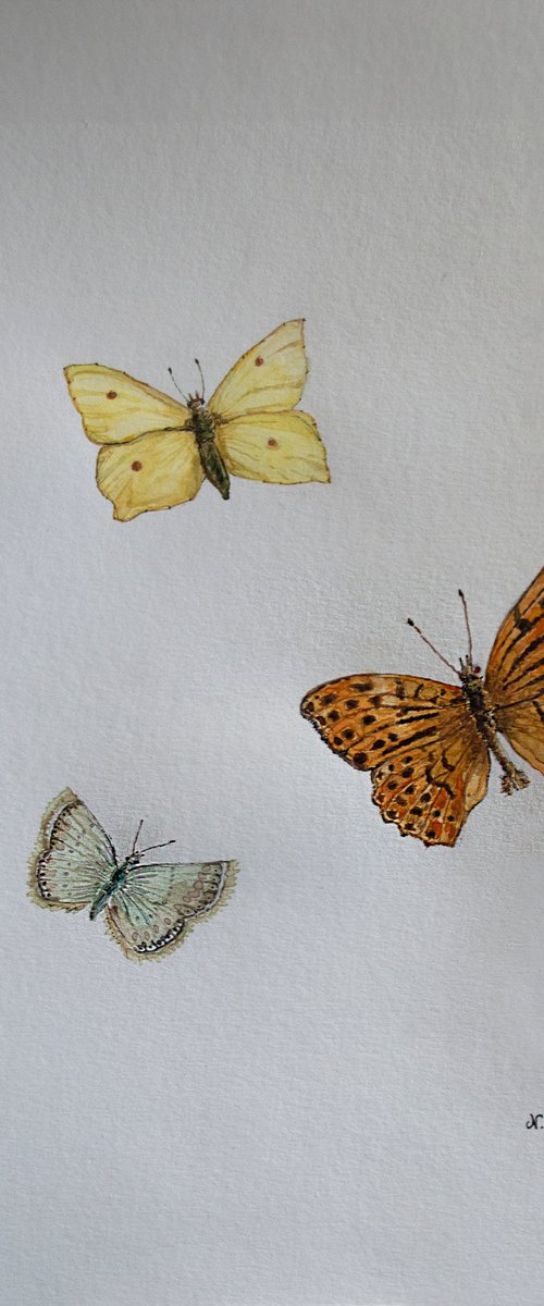 Butterfly Trio I by Nikola Ivanovic