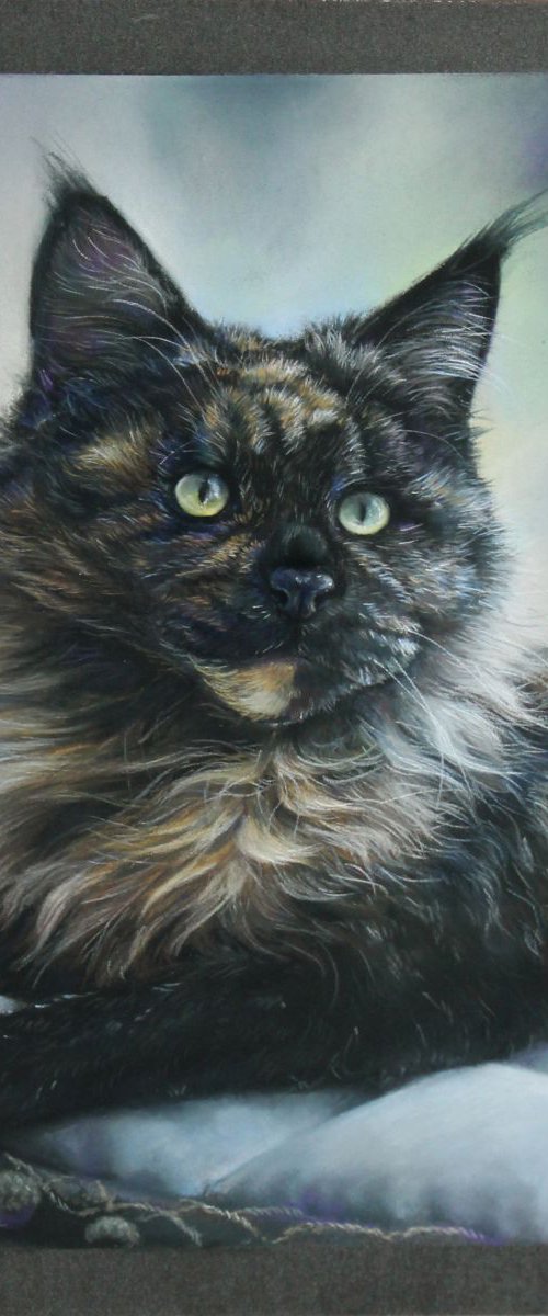 Black Maincoon cat by Tatjana Bril