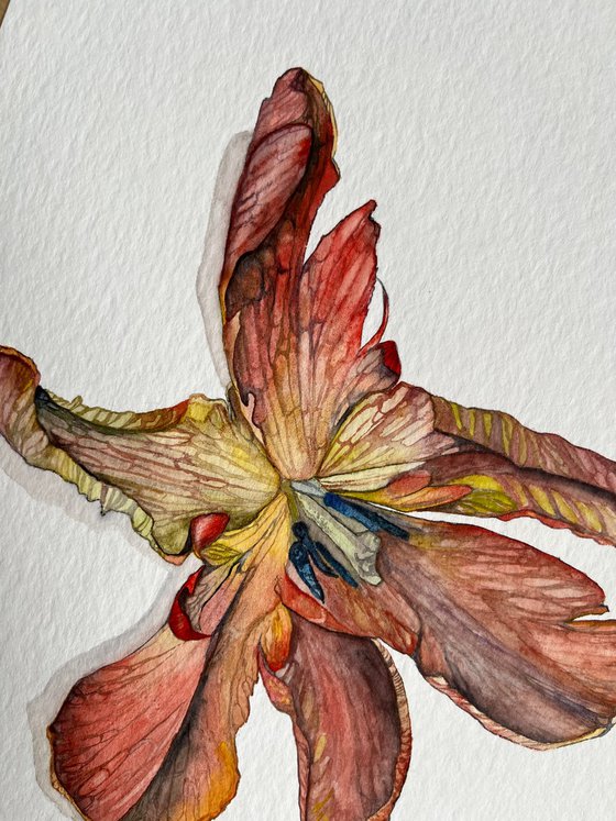 Red Tulips