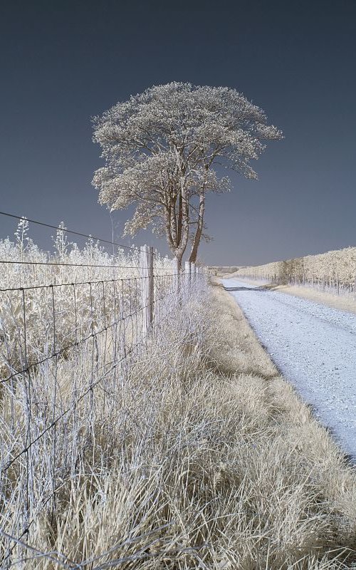 Peppering High Barn Tree by Ed Watts