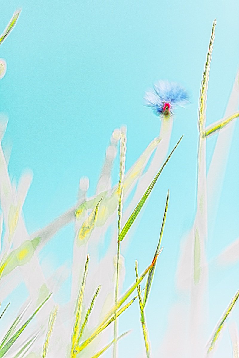 Flower Fields 05 by Simple- T